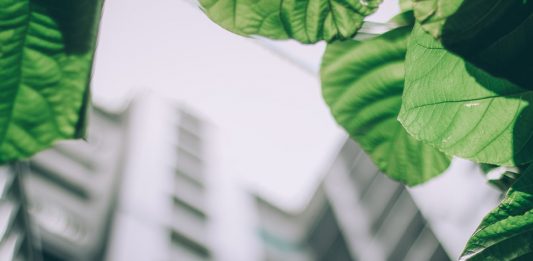 Arquitetura verde: a tendência que veio para ficar
