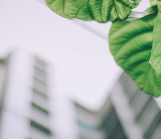 Arquitetura verde: a tendência que veio para ficar