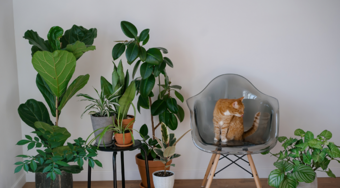 Urban Jungle: confira 8 dicas para transformar sua casa em um refúgio verde