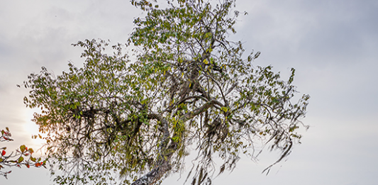 Harmonia e conexão entre arquitetura e o mar na CASACOR Santa Catarina Projeto Jardim Raízes do Terraço Paisagismo na CASACOR Santa Catarina 2024