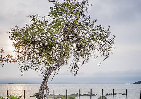 Harmonia e conexão entre arquitetura e o mar na CASACOR Santa Catarina Projeto Jardim Raízes do Terraço Paisagismo na CASACOR Santa Catarina 2024