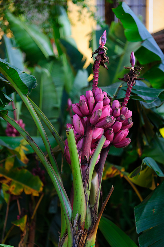 Projeto: ELKIS+ | CASACOR São Paulo | Entre os destaques do projeto está a Musa ornata, ou bananeira rosa — espécie exótica usada pela primeira vez pela dupla em uma mostra. Sua coloração vibrante reforça o tom poético e onírico do ambiente