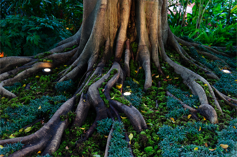 Projeto: ELKIS+ | CASACOR São Paulo | O jardim também cumpre um papel ecológico, com espécies nativas da Mata Atlântica e do Cerrado paulista, como pau-ferro e figueira, que atraem polinizadores e contribuem para a biodiversidade local.
